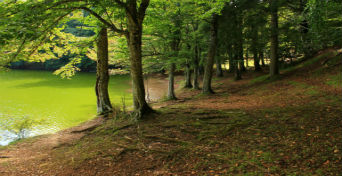 il cuore del bosco di faggi del parco nazionale del gargano